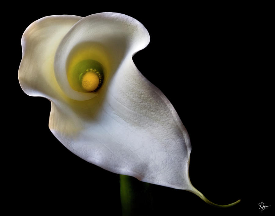 Calla Lily Photograph by Endre Balogh
