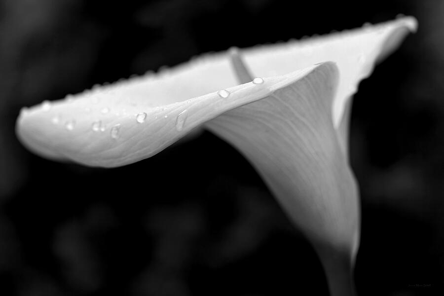 Calla Lily Flower Black and White Photograph by Jennie Marie Schell