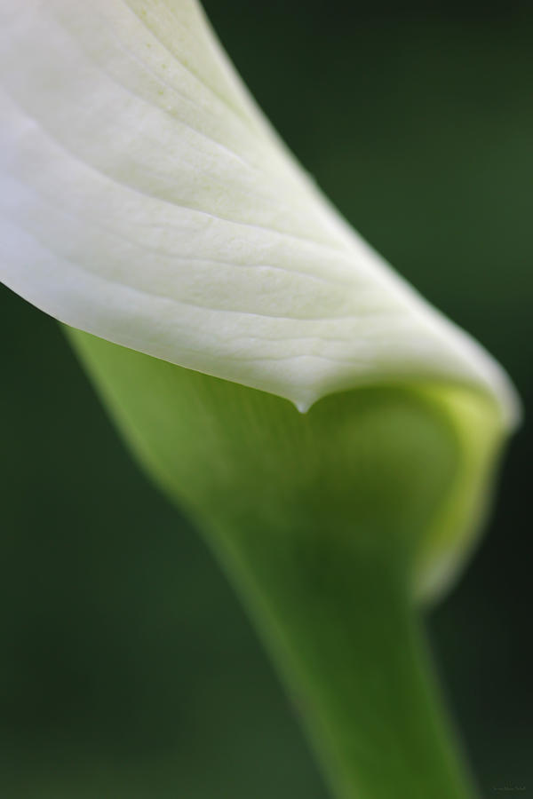 Spring Photograph - Calla Lily Flower Petal Macro by Jennie Marie Schell
