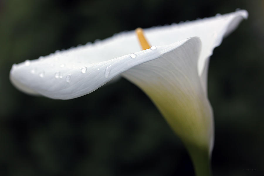 Calla Lily Flower Raindrops Photograph by Jennie Marie Schell