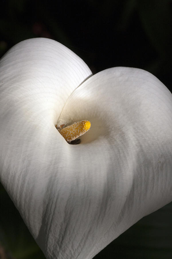 Calla Lily Photograph by Gilbert Artiaga