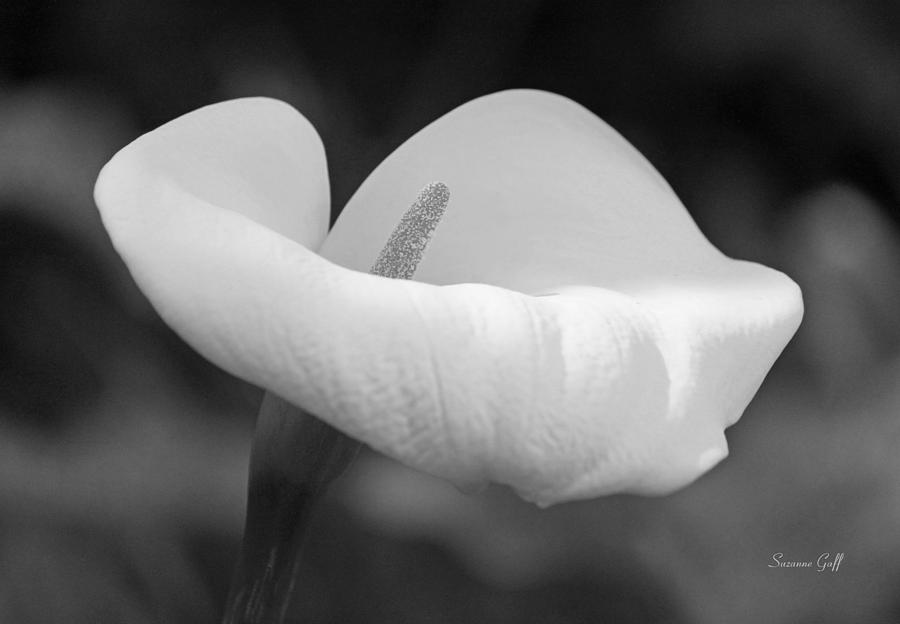 Black And White Photograph - Calla Lily in Black and White by Suzanne Gaff