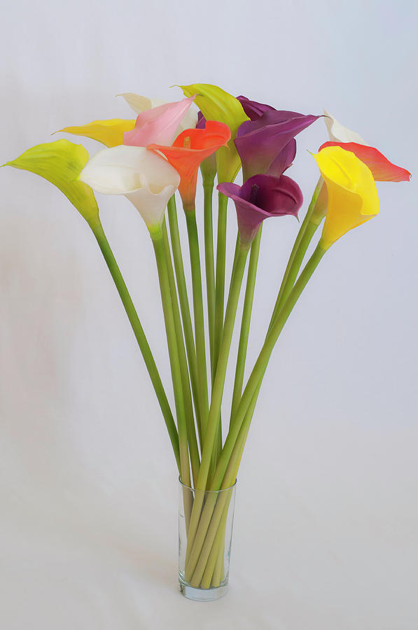 Calla lily in glass Photograph by Carolyn DAlessandro