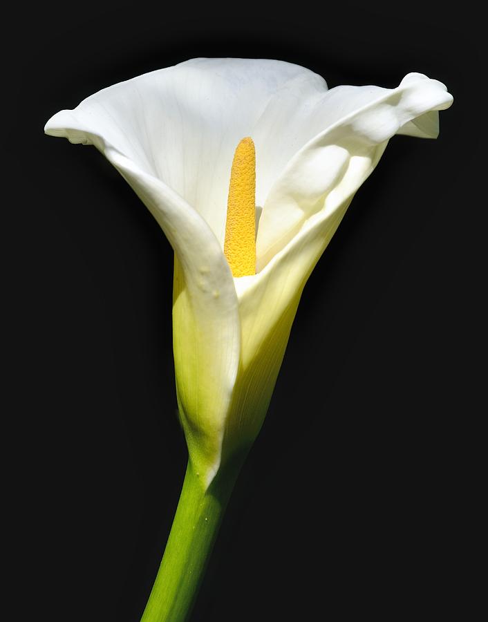 Calla Lily In Morning Sun Photograph by Alan Hart