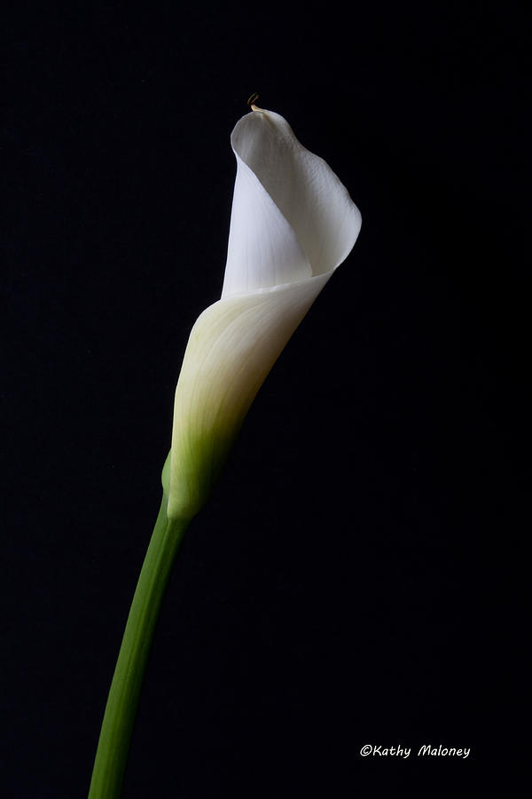 Calla Lily by Kathy Maloney Calla Lily by Kathy Maloney