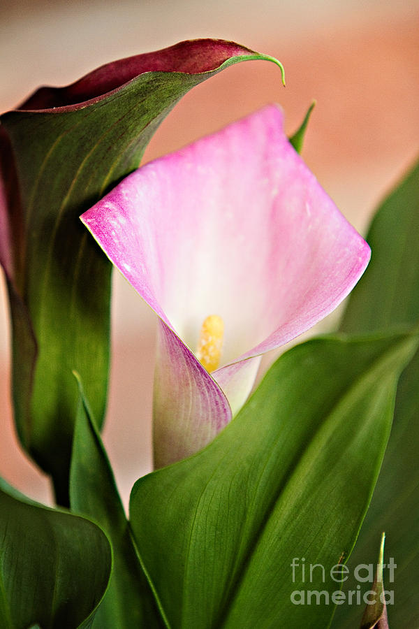 Calla Lily Photograph by Lana Trussell
