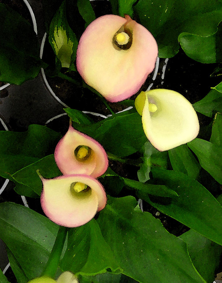 Calla Lily Photograph by Laurie Pace