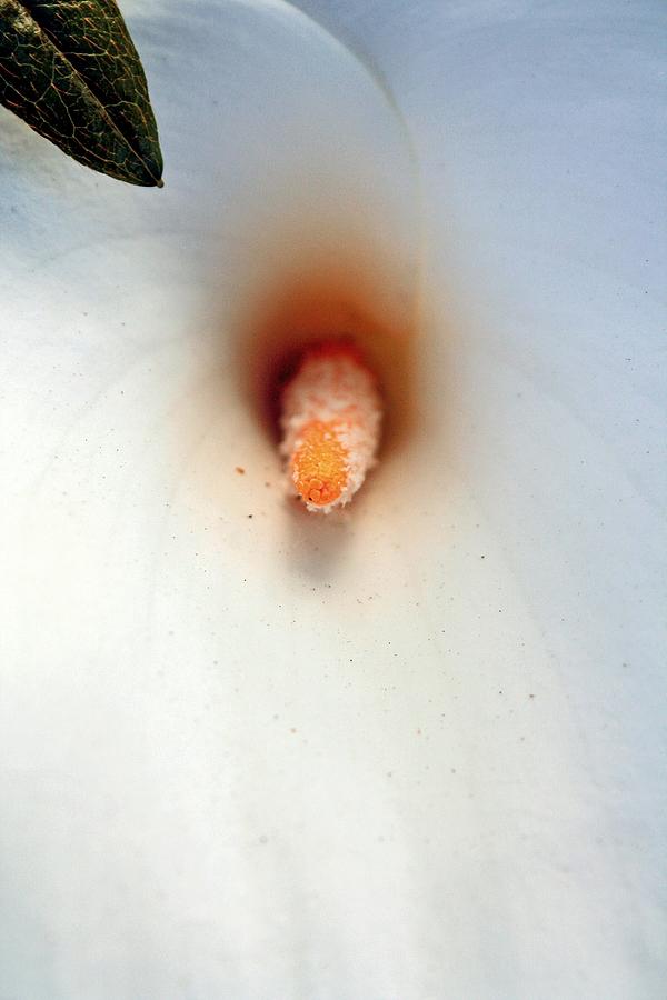 Calla Lily Macro Photograph by Chris Anderson