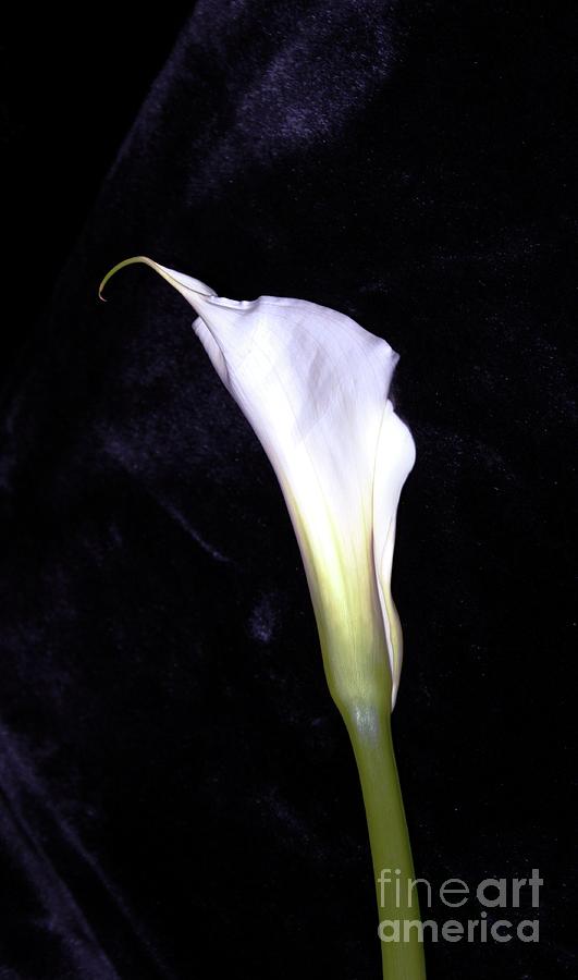 Calla Lily Photograph by Margaret Hamilton