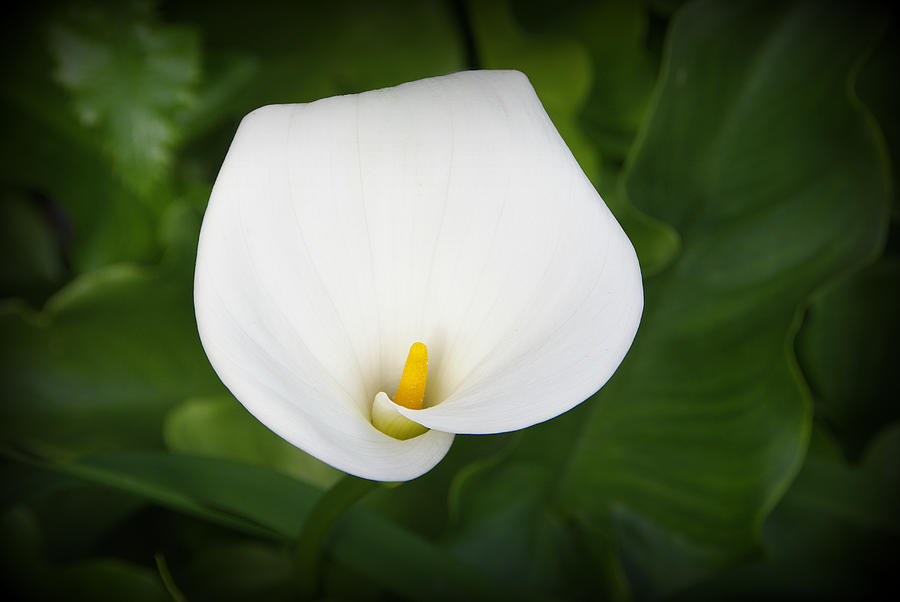 Calla Lily Photograph by Marilyn Wilson