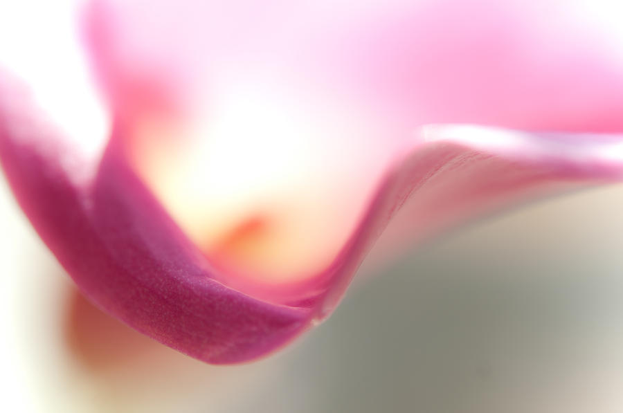 Calla Lily. Soft Beauty Photograph by Jenny Rainbow