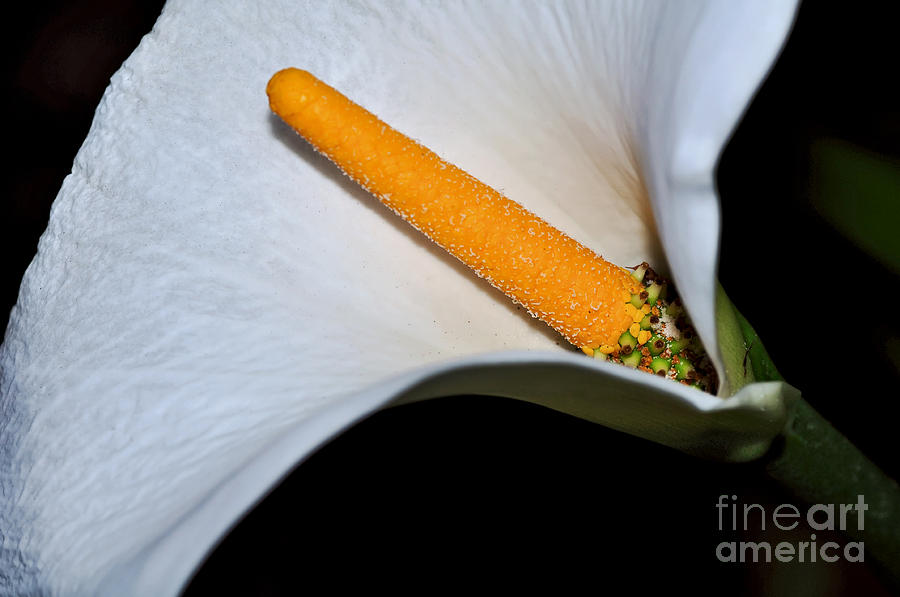 Lily Photograph - Calla Lily - Stamen by Kaye Menner