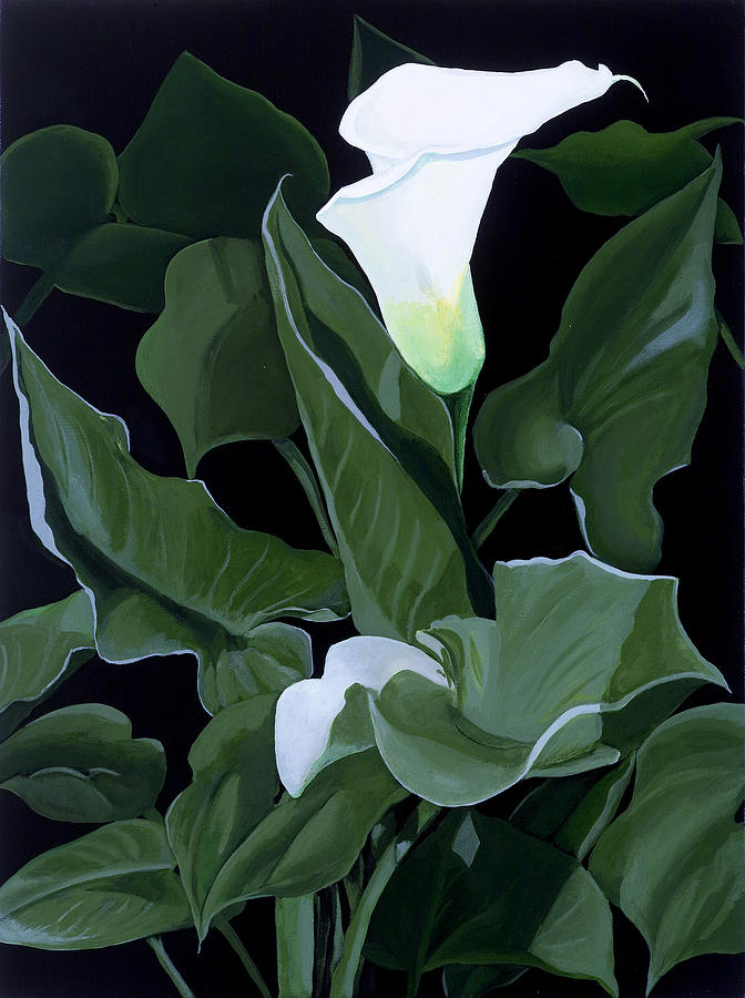 Calla Lily Painting by Susan Brasch - Pixels