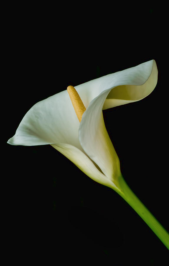 Calla Lily Two Photograph By Danielle Del Prado Fine Art America   Calla Lily Two Danielle Del Prado 