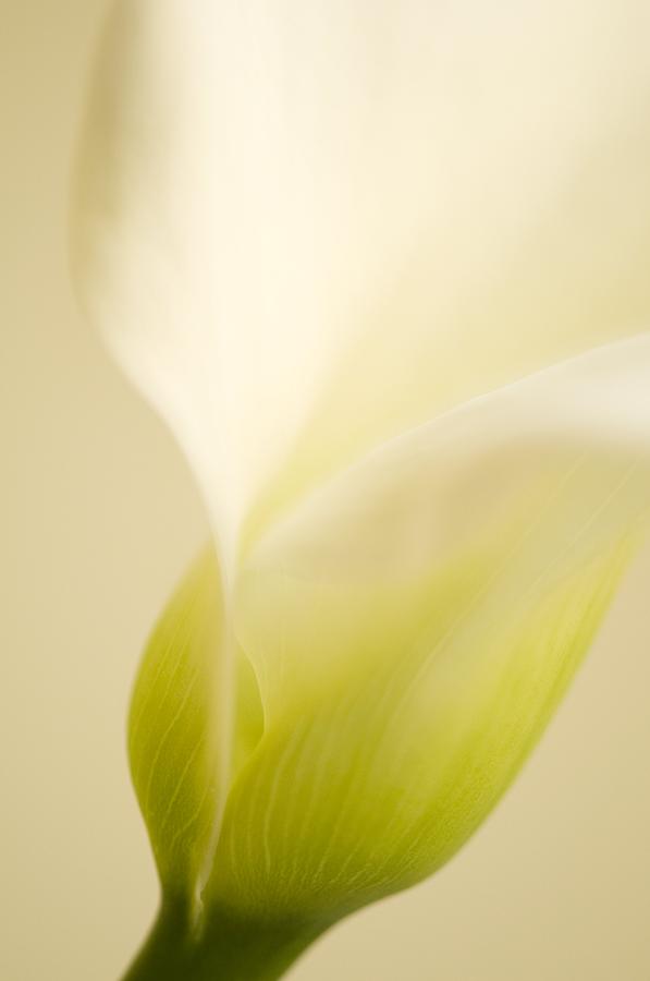Flower Photograph - Calla Lily (zantedeschia Aethiopica) by Maria Mosolova