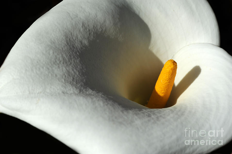 Calla Lilys Love Photograph by Catherine Lau