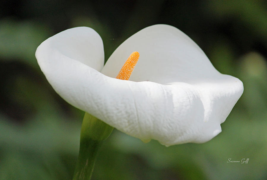 Nature Photograph - Calla by Suzanne Gaff
