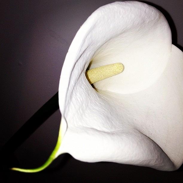 Lily Photograph - #callalily #calla #lily #flower #pretty by Sam Davies-millar