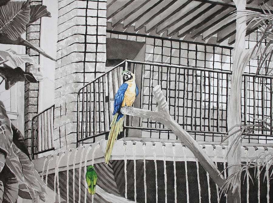 Callaway Yellow Headed Amazon Parrot and Blue and Gold McCaw Painting by Beth Parrish