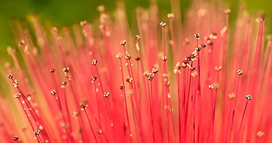 Calliandra Flower Photograph by Mariola Szeliga