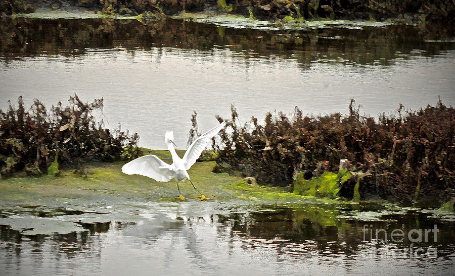 Calling All Egrets Photograph by Gwyn Newcombe