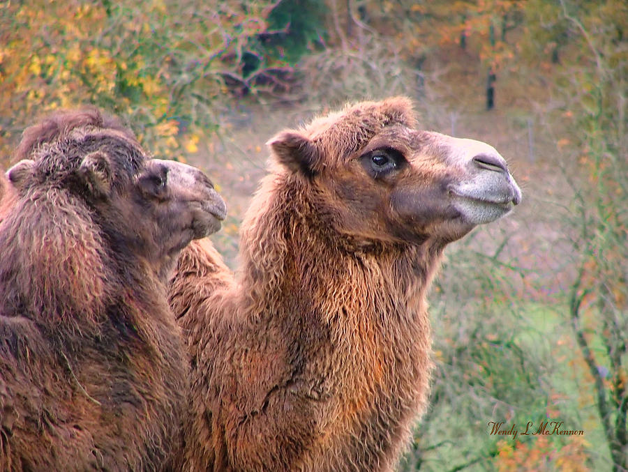Calm Camels Photograph by Wendy McKennon