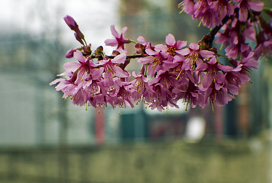 Calm Cherry Bunch Photograph by Alex AG Fine Art America