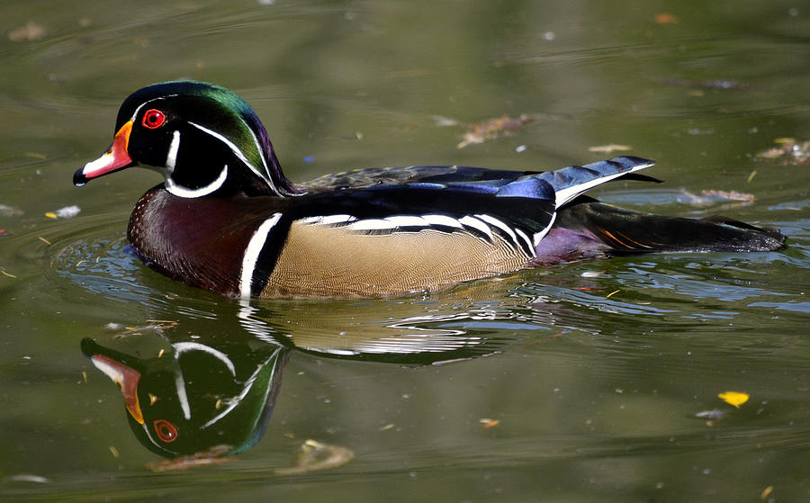 Duck Photograph - Calm On The Pond by Fraida Gutovich