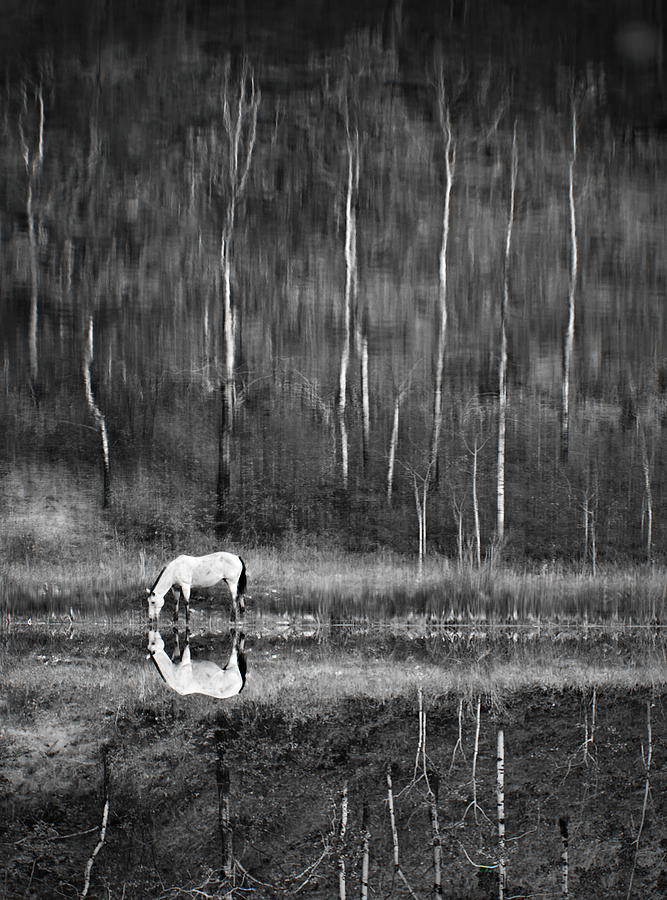 Wildlife Photograph - Calm Water by David Naman