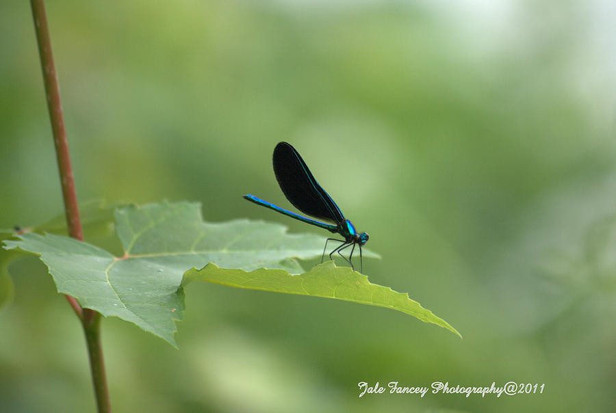 Calopteryx virgo Photograph by Jale Fancey