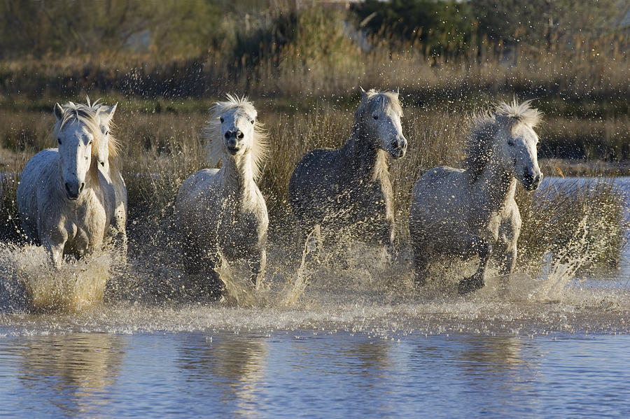 Camargue Horse Equus Caballus Group Photograph by Konrad Wothe
