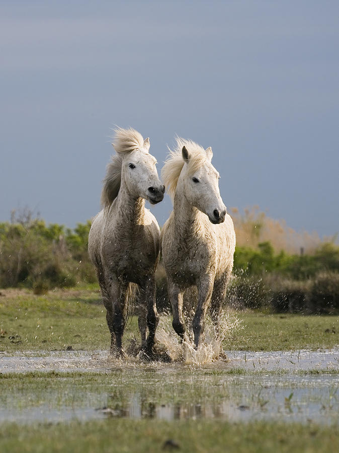 Camargue Horse Equus Caballus Pair Photograph by Konrad Wothe