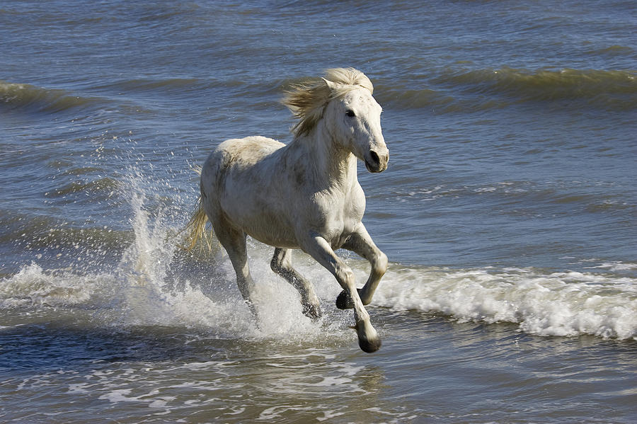 Camargue Horse Equus Caballus Running Photograph by Konrad Wothe