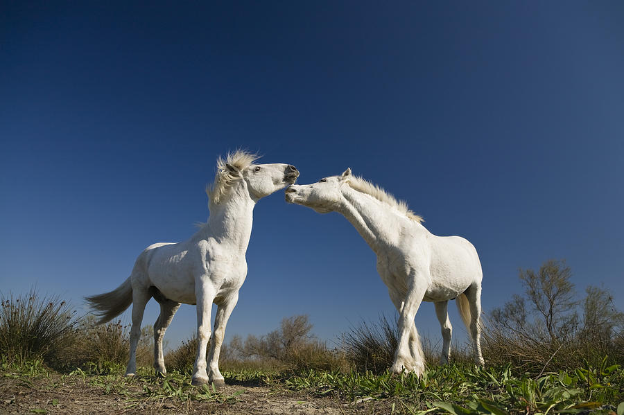 Camargue Horse Equus Caballus Stallions Photograph by Konrad Wothe