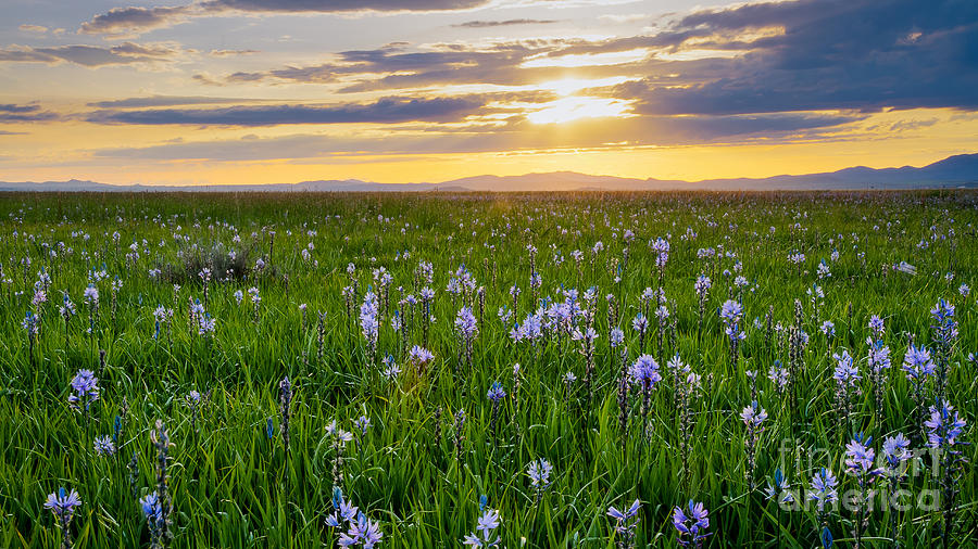 Nature Photograph - Camas Fields by Idaho Scenic Images Linda Lantzy