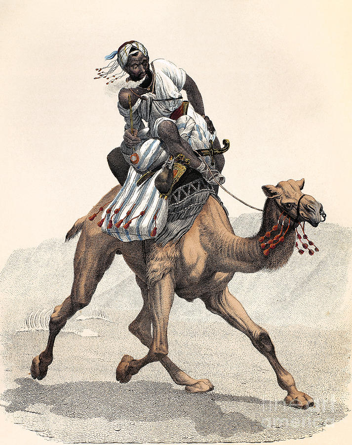 CAMEL and RIDER Photograph by Granger