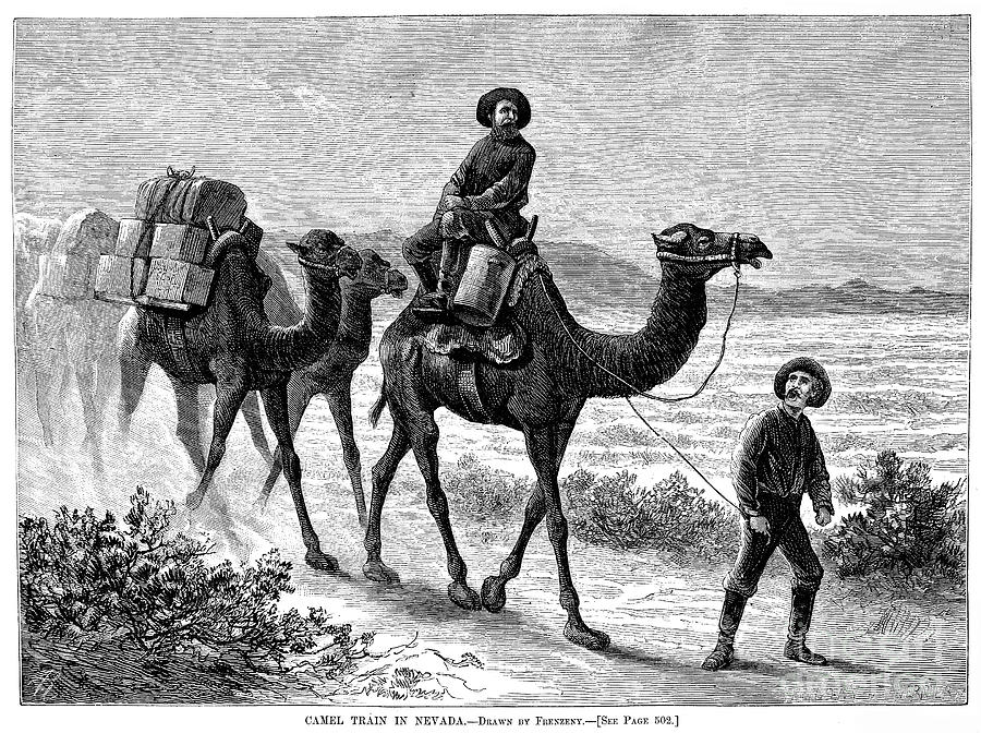 Camel Caravan, 1877 Photograph by Granger