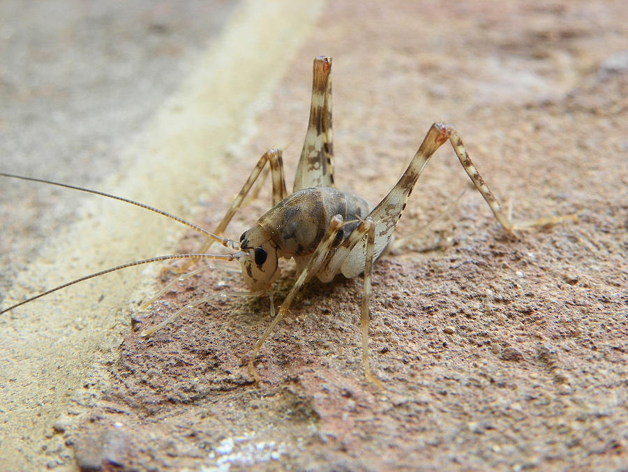 Camel Cricket Photograph by Chad and Stacey Hall