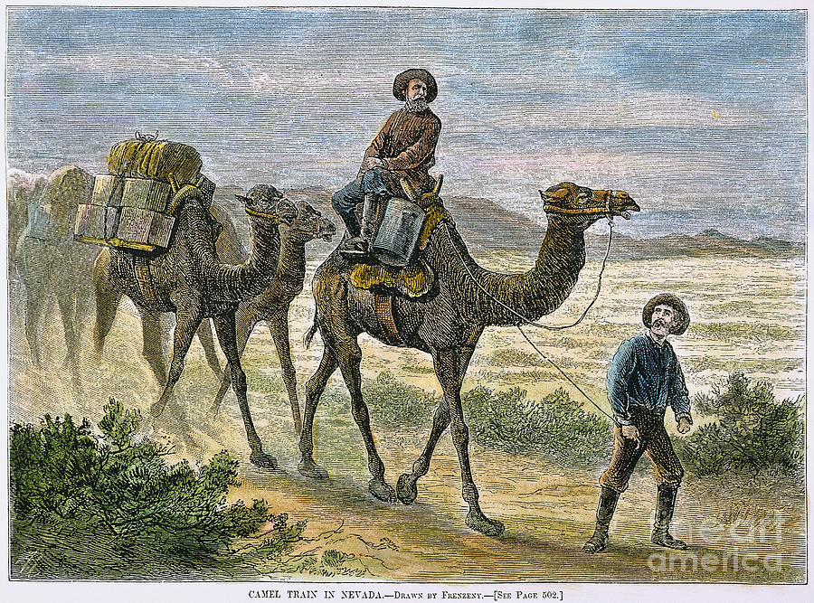 Camel Express, 1877 Photograph by Granger - Pixels