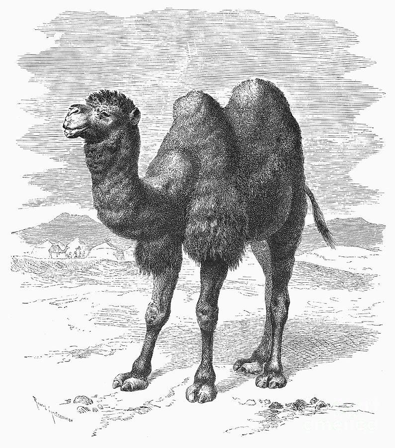 Camel Photograph by Granger