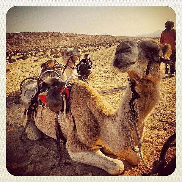 Nature Photograph - Camel in Israel by Rebecca Shinners