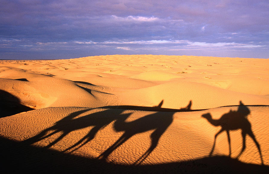 Camel Ride Shadows Across Sahara, Ksar Ghilane, Kebili ...