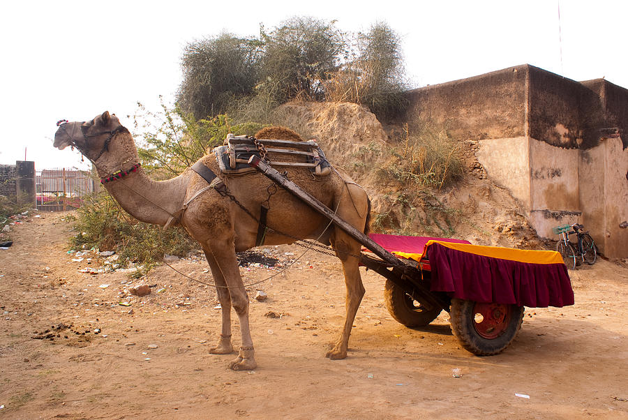 Camel yoked to a decorated cart meant for carrying passengers in India Photograph by Ashish Agarwal