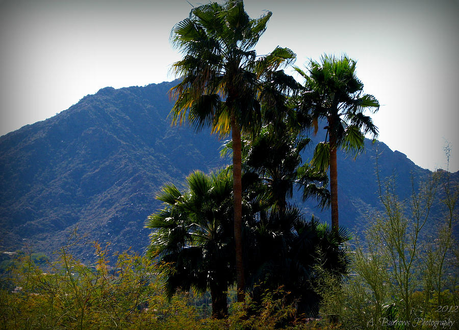 Camelback Beyond the Palms Photograph by Aaron Burrows