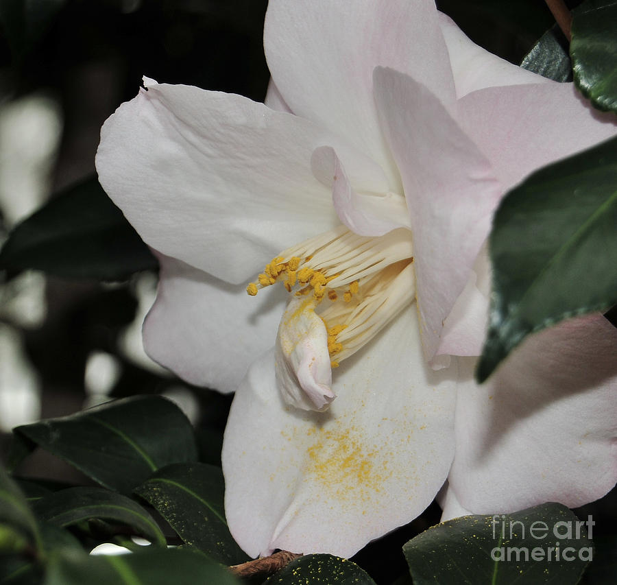 camellia timi 61