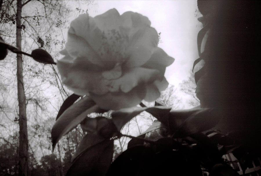 Camellia 2 Photograph by Doug Duffey