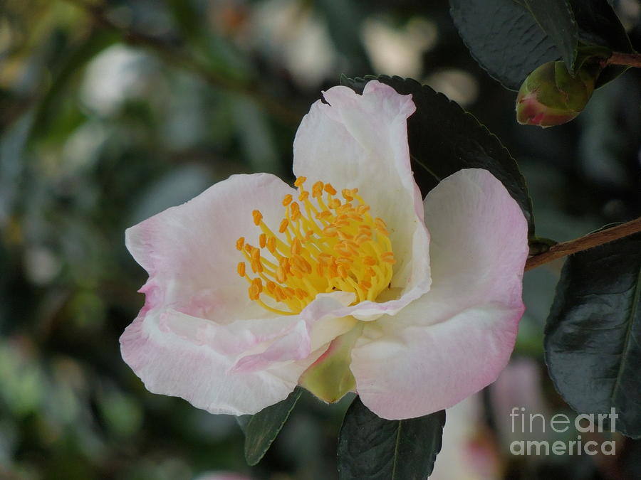 Camellia Bloom and Bud Photograph by Renee Trenholm