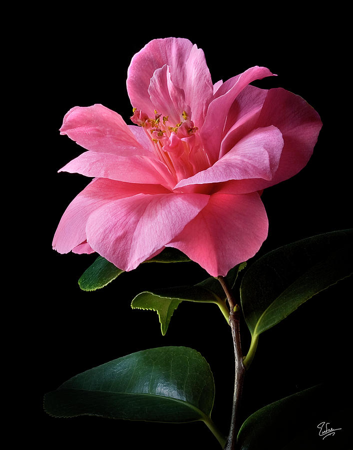 Camellia Photograph by Endre Balogh