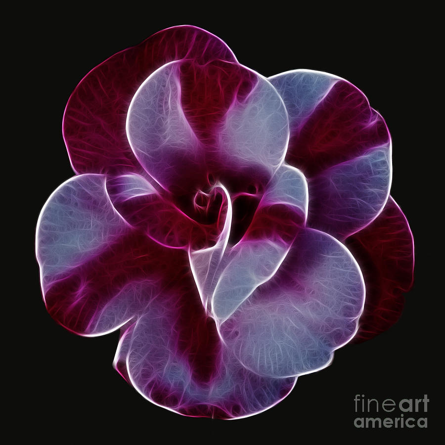 Camellia Fractal Photograph by Steev Stamford