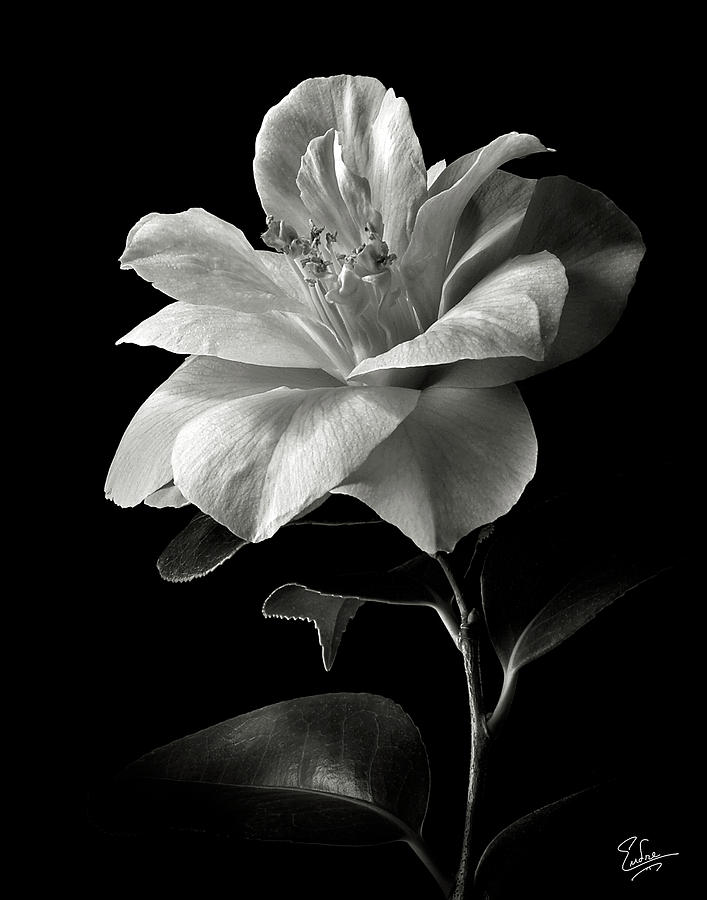 Flower Photograph - Camellia in Black and White by Endre Balogh